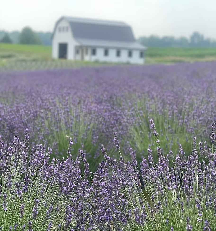 316-lavender-barn-17598614515175.jpg
