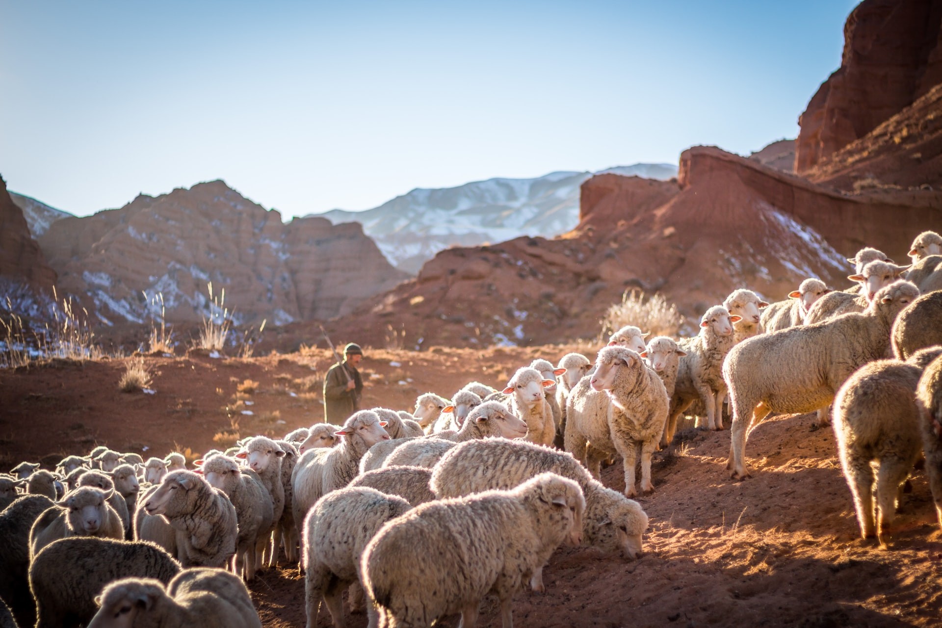 Shepherd with sheep on a hillside in golden sunlight. 