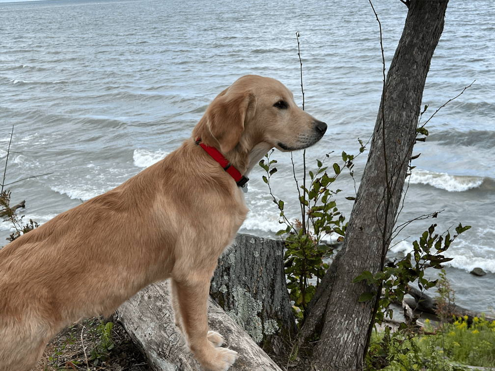 Picture of Murphy by the Lake