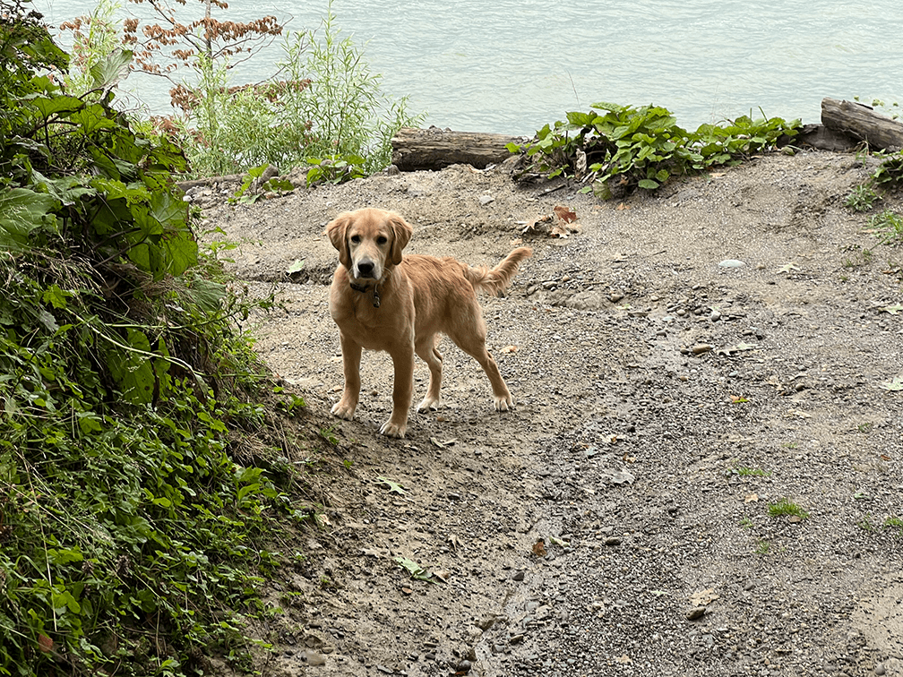 Picture of Murphy on a Path