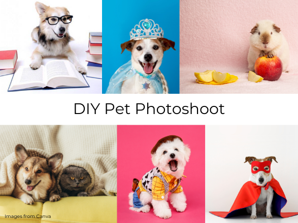 DIY pet photoshoot at home