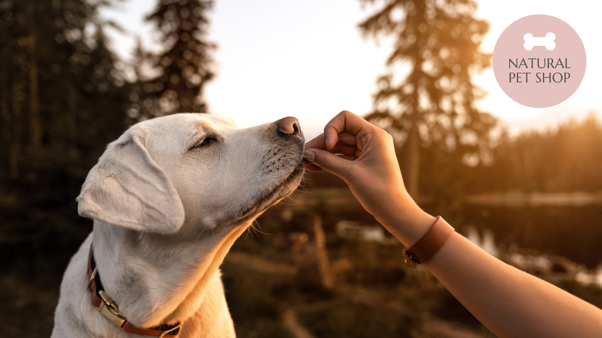 Natural Dog Treats & Their Health Benefits