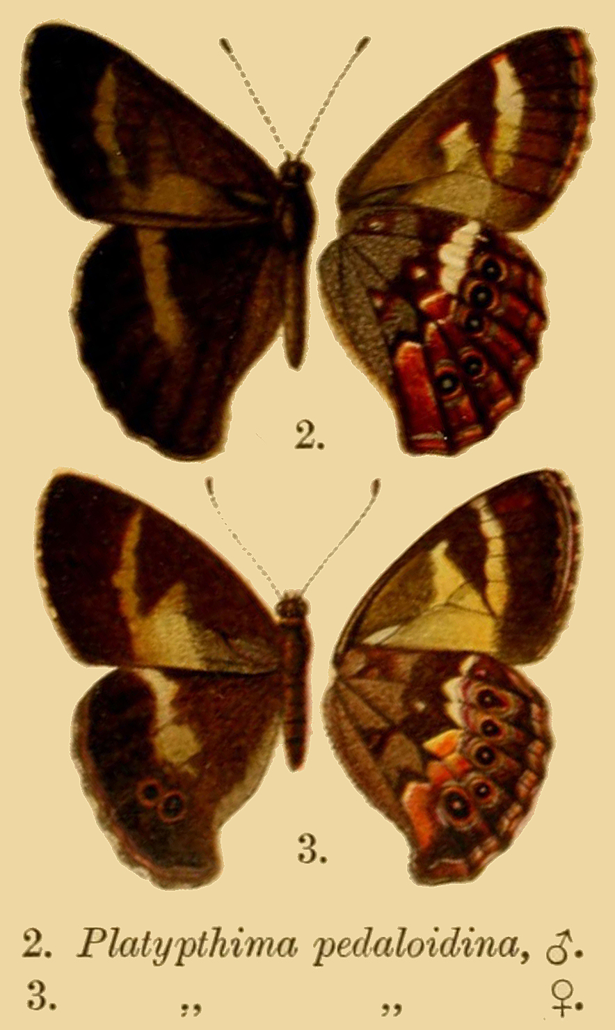 260-butterflyplate-publicdomain-17278445575074.jpg