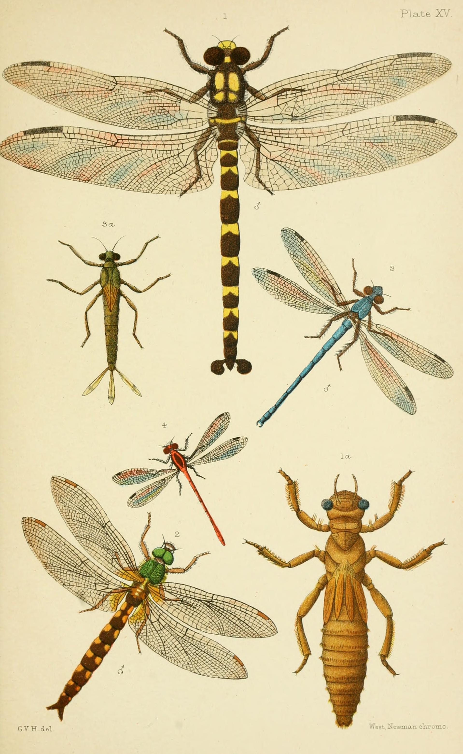 260-dragonflyplate-publicdomain-17278445975883.jpg