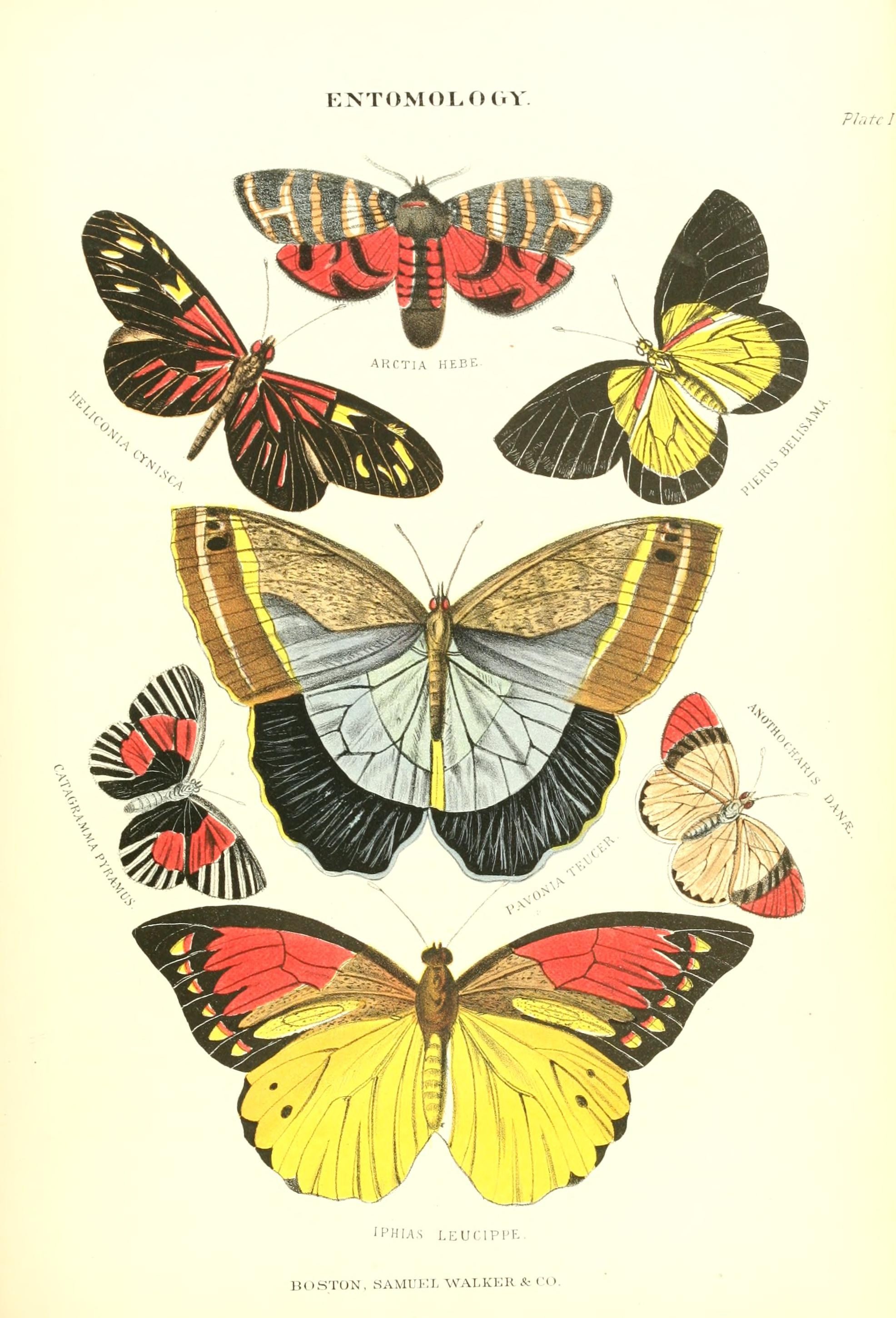 260-mothplate2-publicdomain-1727844597474.jpg