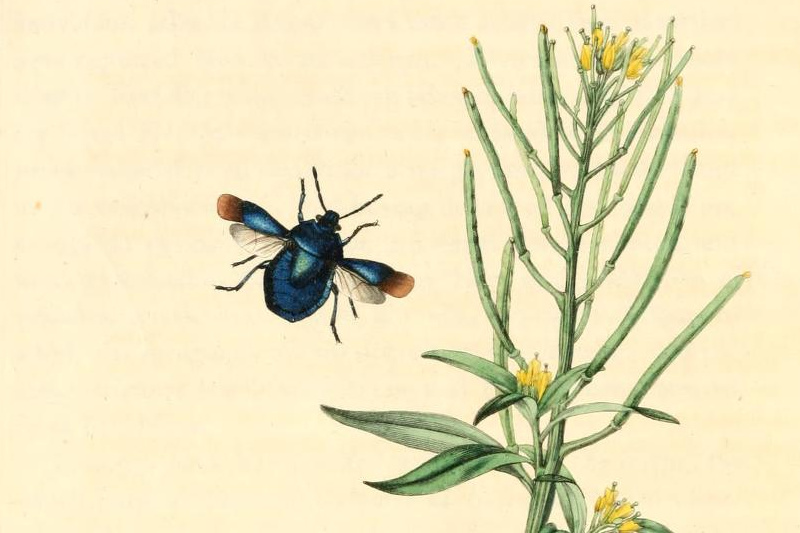r152-beetleplate1-publicdomain-17282525854753.jpg