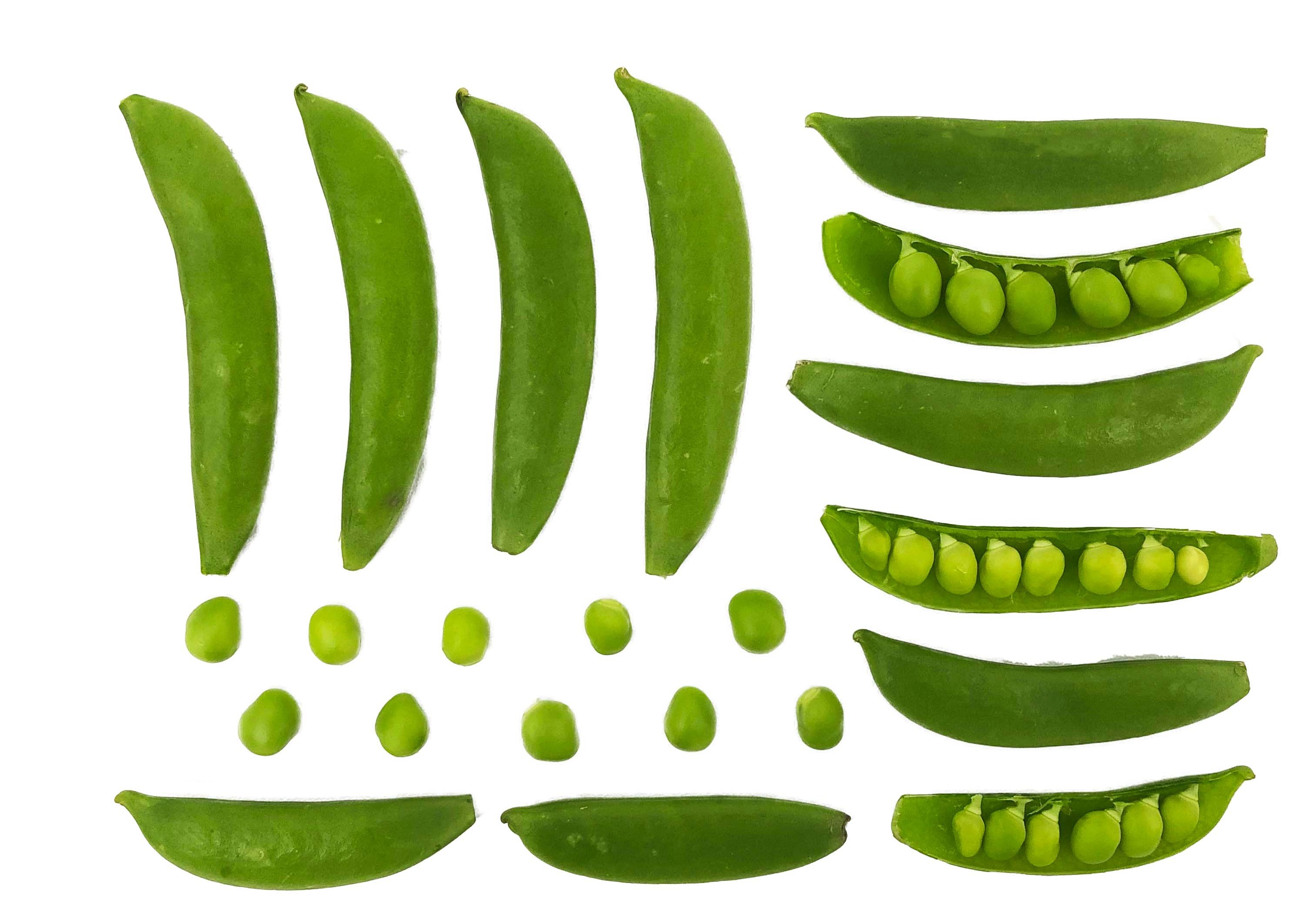 48041830182124291-snow-peas.jpg