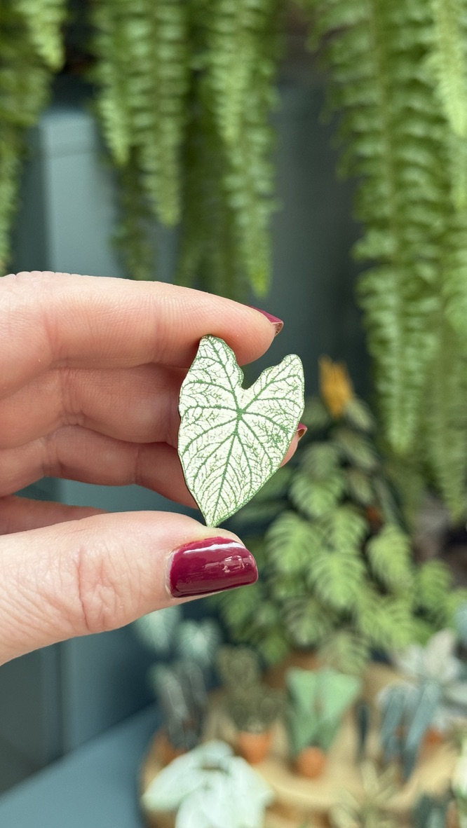 Caladium White Christmas 1454-3f7e74cb-38bb-491b-a42e-a1edfa0fa0ee1105c-17430872605333.jpeg