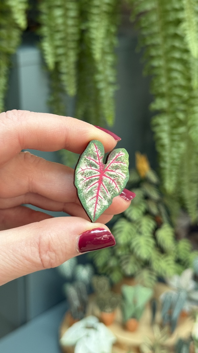 Caladium Rosebud 1455-3b60bfbf-cc90-4ddd-b2e2-21970911b1d01105c-17430872604449.jpeg