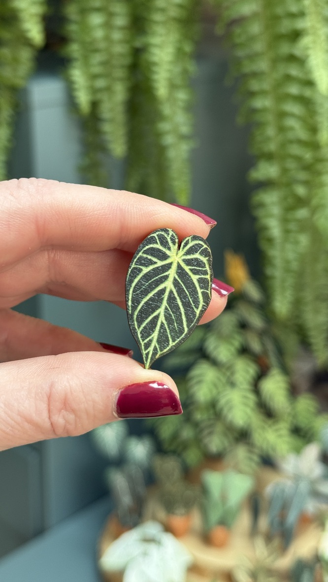 Anthurium Crystal Hope 1456-8f3aa6d0-492d-439e-ad89-cfa0059f05561105c-17430872606866.jpeg