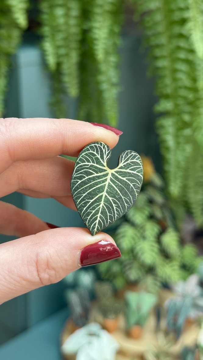 Anthurium Regale 1456-d980e659-f476-4d45-8996-116dcfa63c481105c-1743087260469.jpeg
