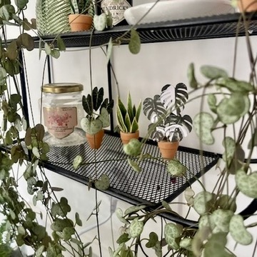 Mini paper plant shelf with trailing houseplants Four miniature paper plants in terracotta pots sit atop a carefully stacked collection of houseplant and gardening books, including titles like House Plants, Floriography, and Growing House Plants. A ‘Plants Make People Happy’ magnet adds a playful touch, and the backdrop of deep green paint creates a warm, curated scene.