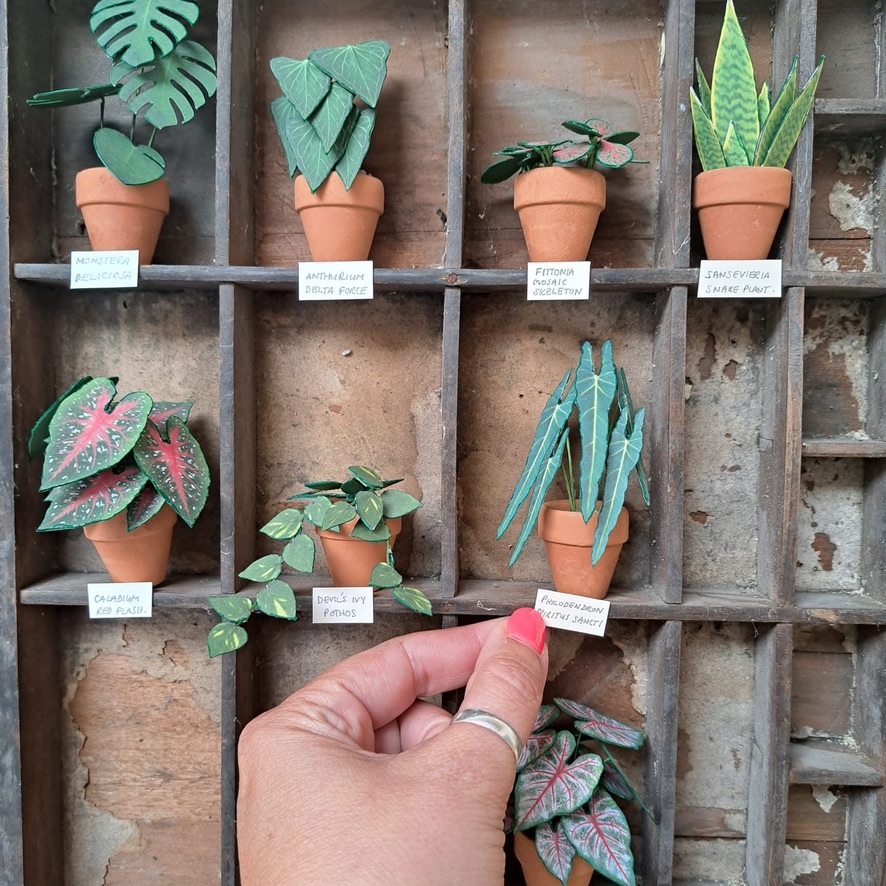 Paper plant collection displayed in a letterpress tray Miniature handmade paper plants arranged in a vintage letterpress tray on a wall, each labelled with its plant name