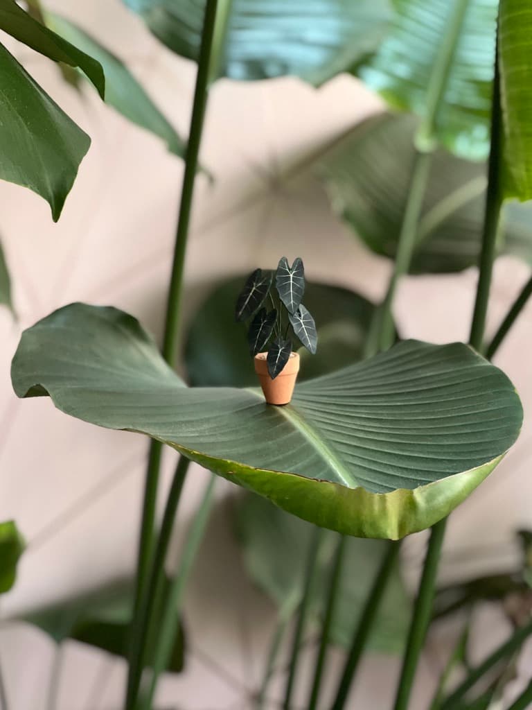 2135-paper-frydek-on-leaf-17152488592471.jpeg