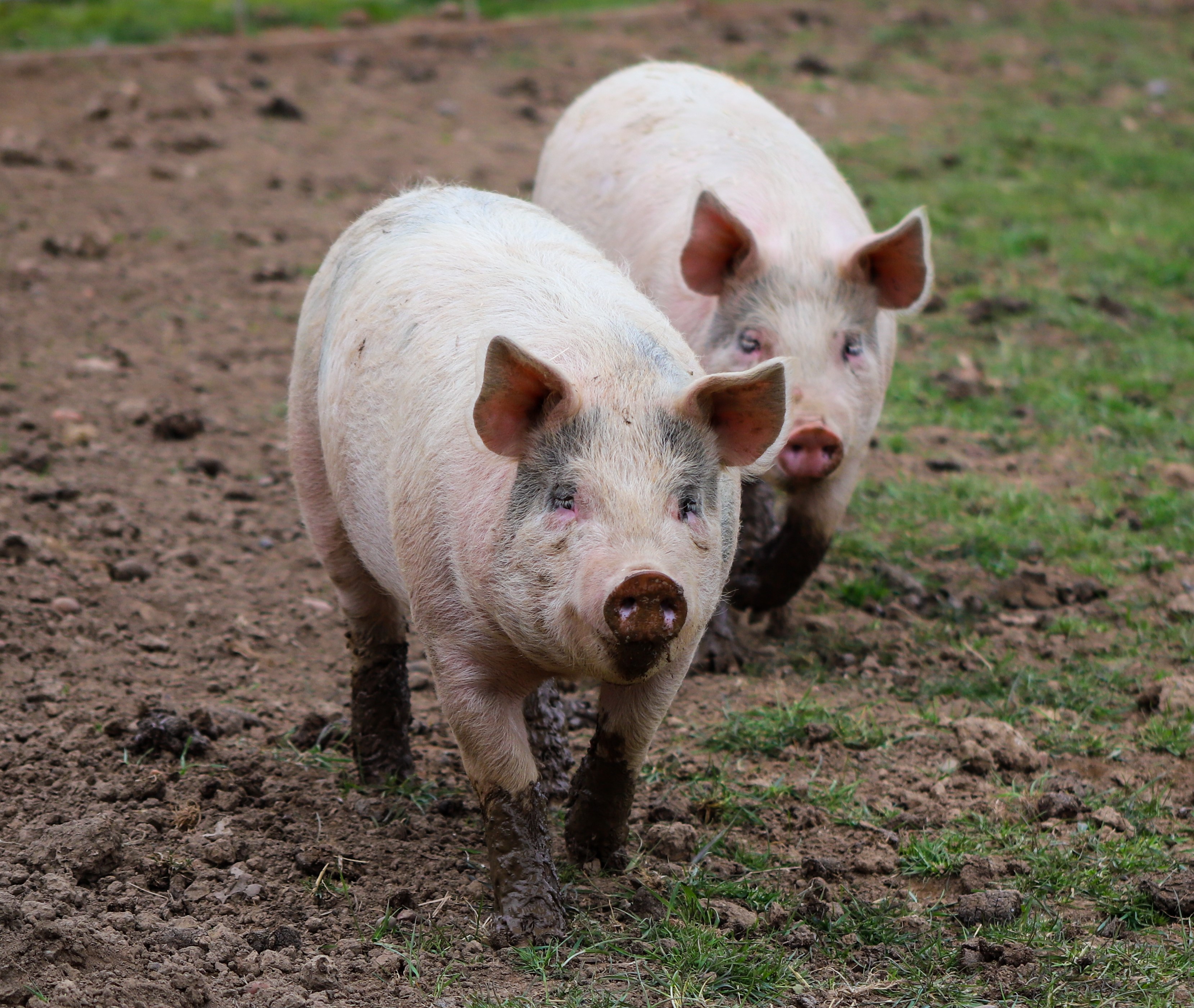 274-pigss.jpg