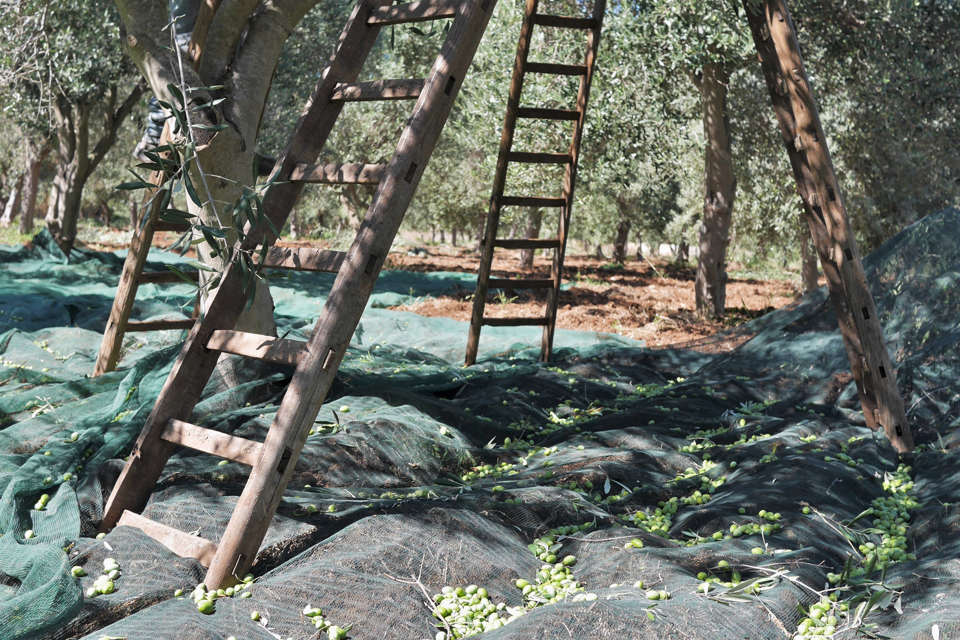 3209-olives-27jpg-16878949493419.jpg
