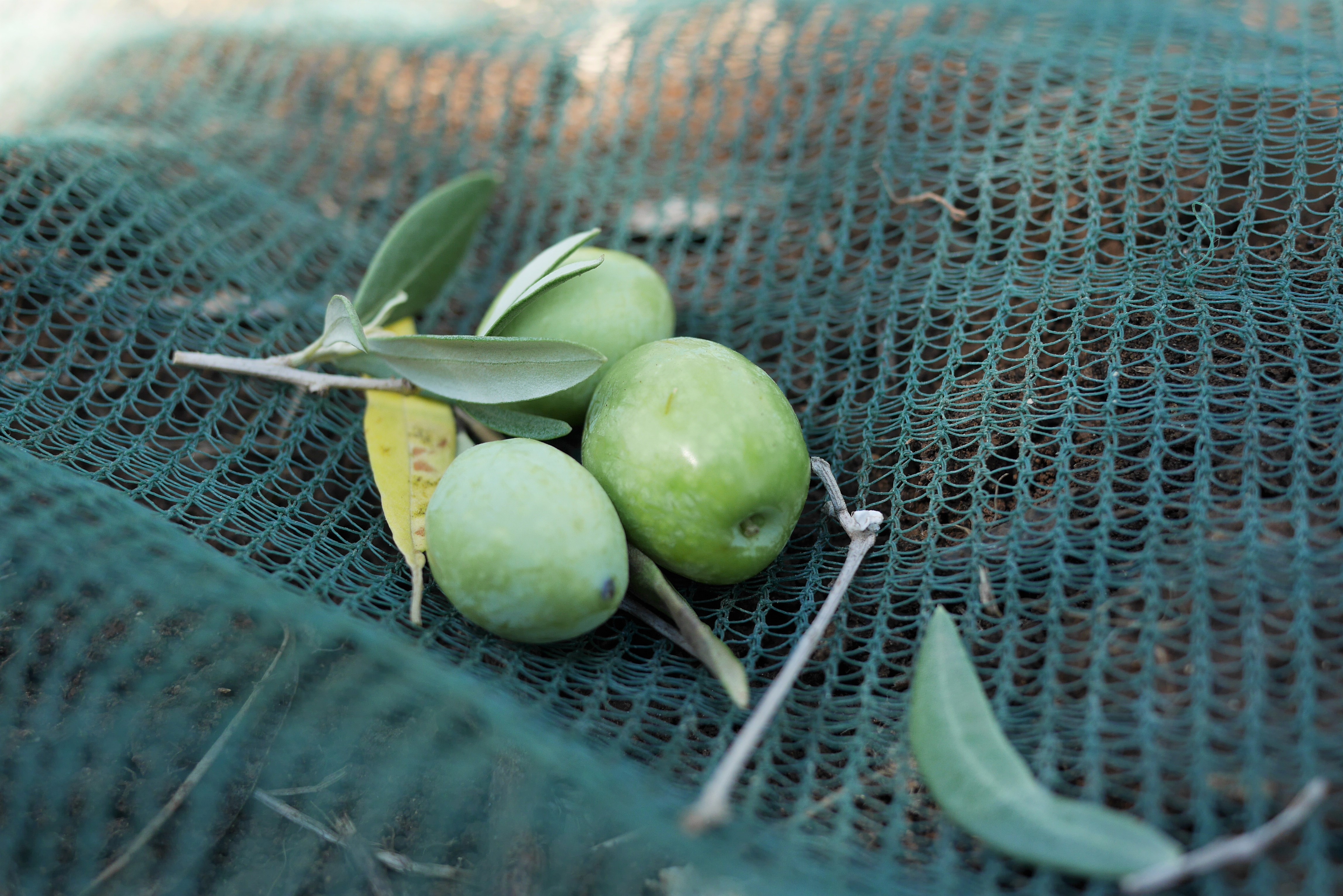 3209-olives-41jpg-1687894948228.jpg