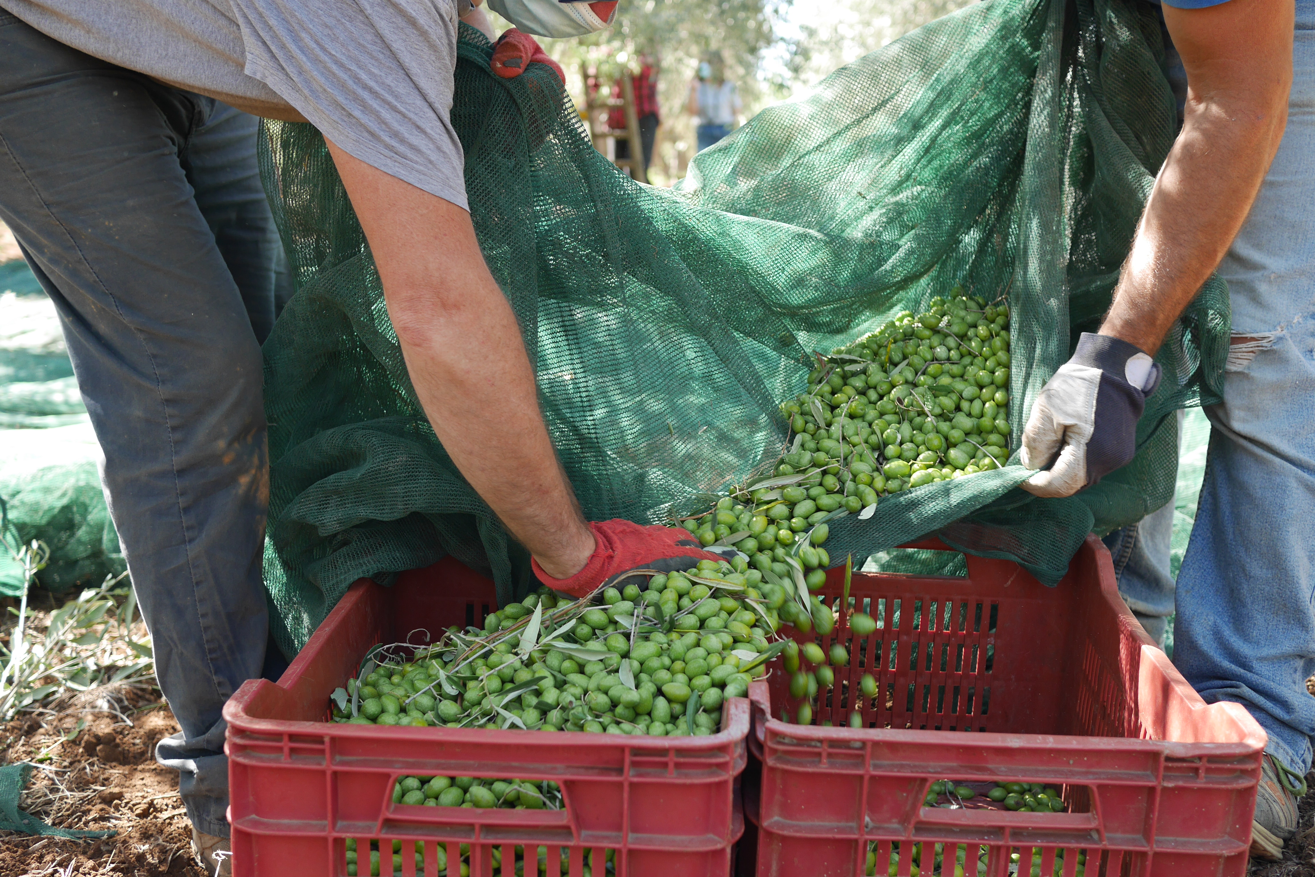 Olive Harvest 3422-olives-17---copyjpg-16878949509232.jpg