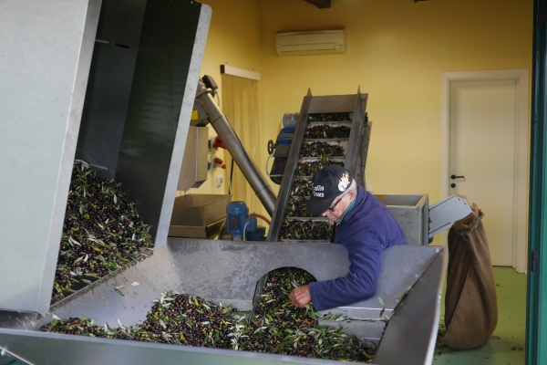 3448-olive-harvest-sorting-1-16774996284755-1687892930654.jpg