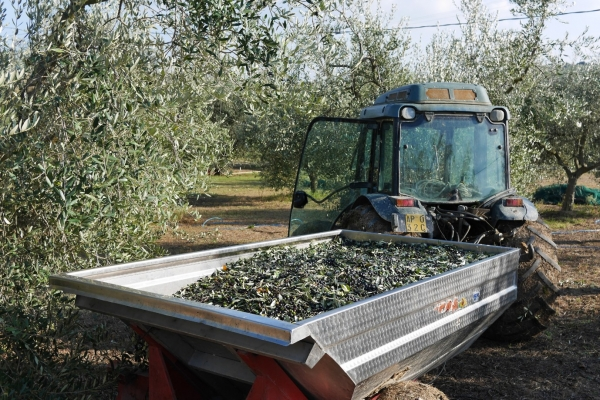 3448-olive-harvest-tractor-1-16774995937901-16878928001996.png