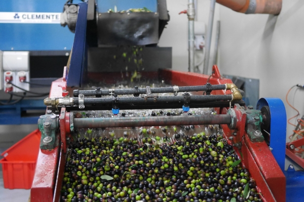 3448-olive-harvest-washing-1-16774996500015-16878932248122.jpg