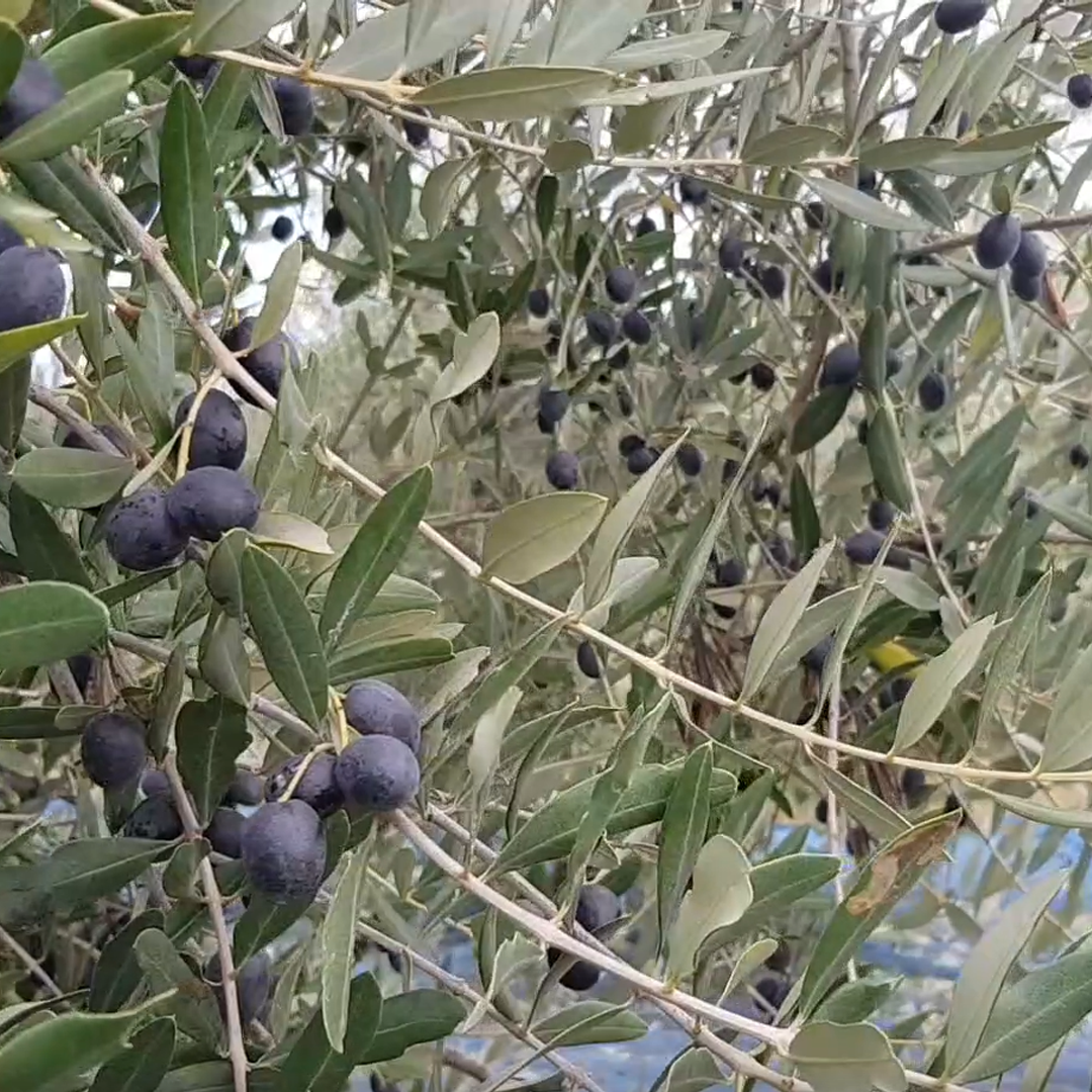 4370-olive-background-16875031307069.png