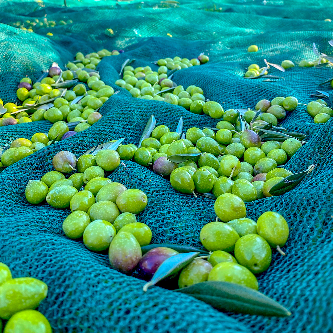 5002-olives-17092143169239.jpg