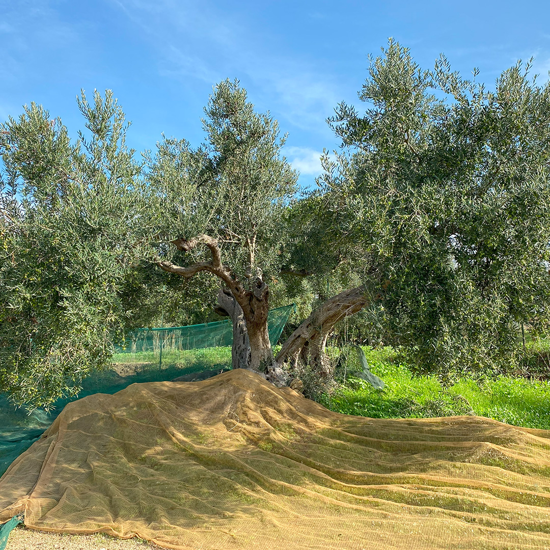 5075-olive-tree-17092143171011.jpg