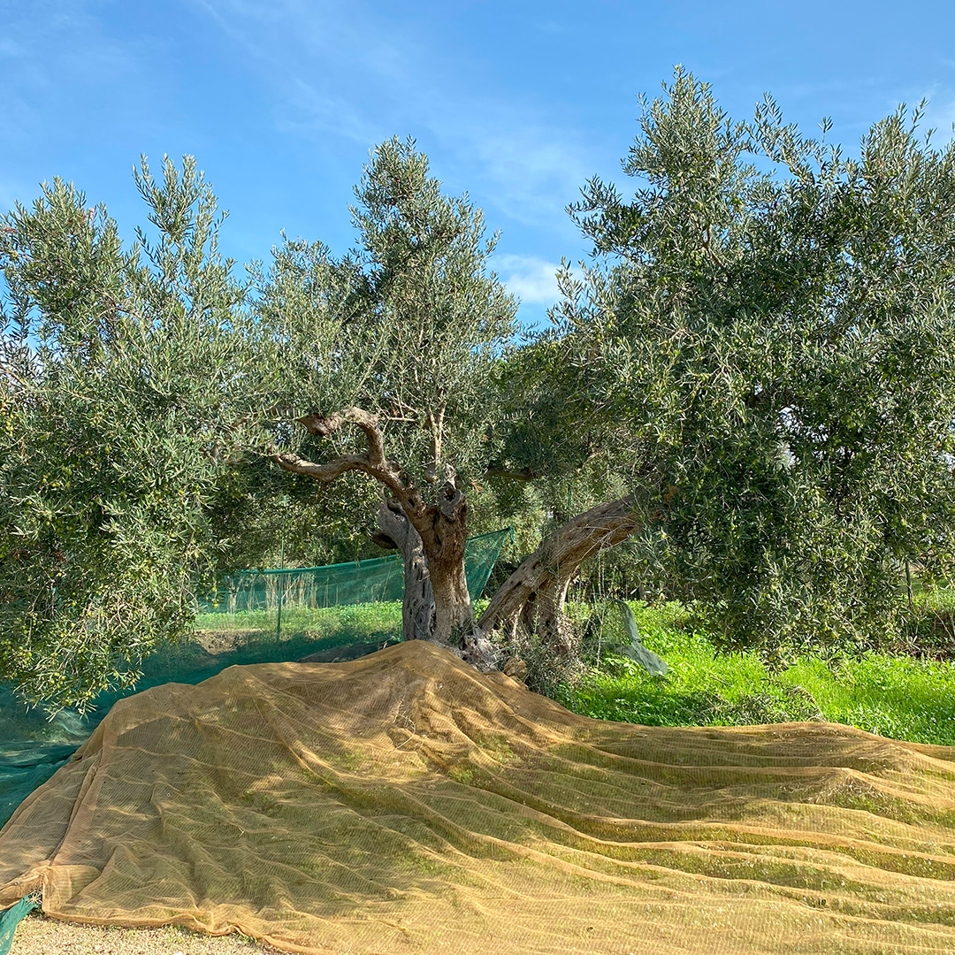 5550-olive-tree-17092143171011.jpg