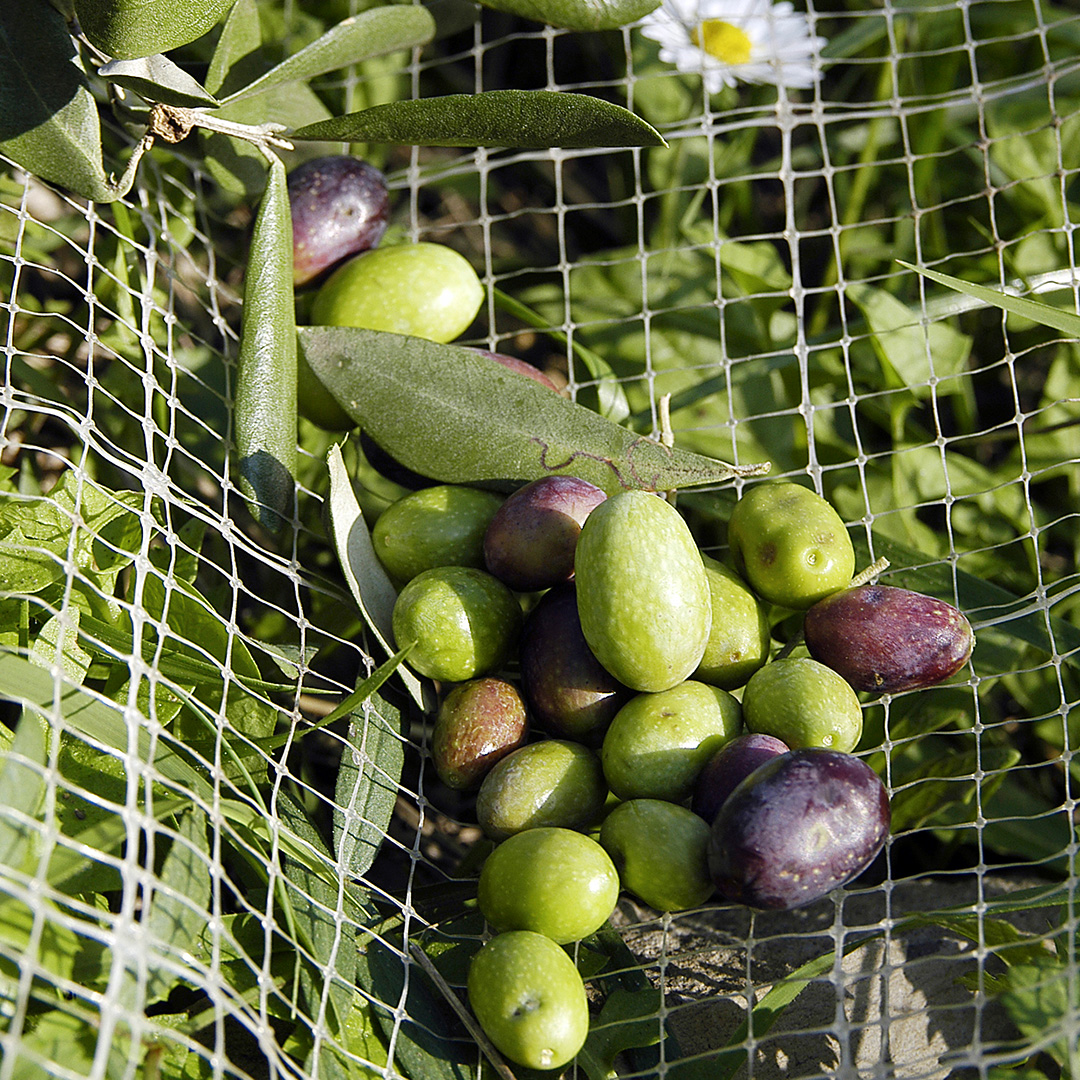 5881-olive-net-17092143167889.jpg