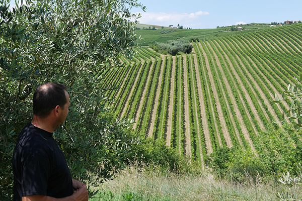 Bringing olive trees back to life