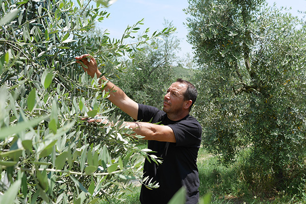 Tiziano's memory's of harvest time