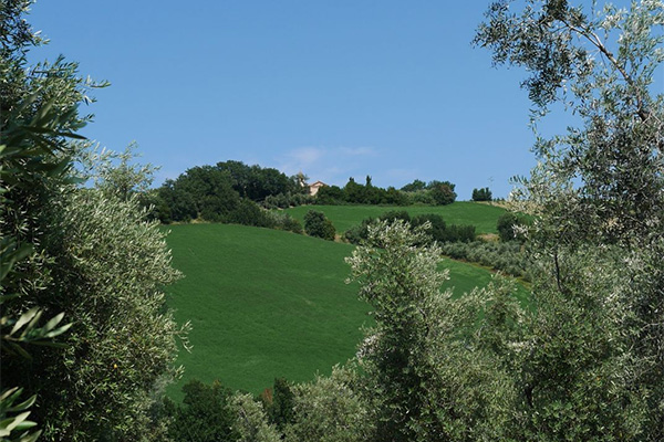 Organic practices on Nudo olive groves