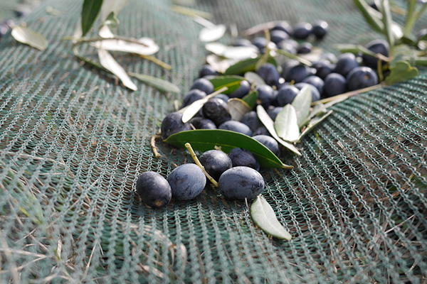 The 2018 olive harvest on the nudo groves