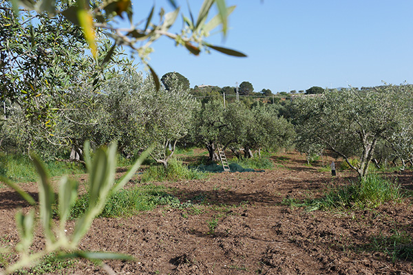 Saverio: Maintaining Barone Pastore olive grove