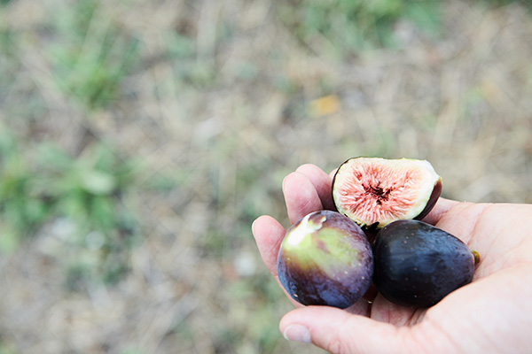 Early Autumn is a time of plenty at the Ligurian olive farm