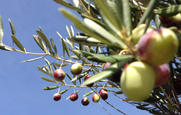 Leccino Di Vasto – Monovarietal Oil 2023