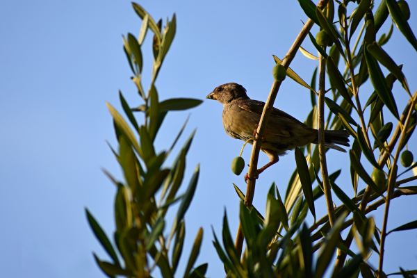 Is your EVOO bird friendly?