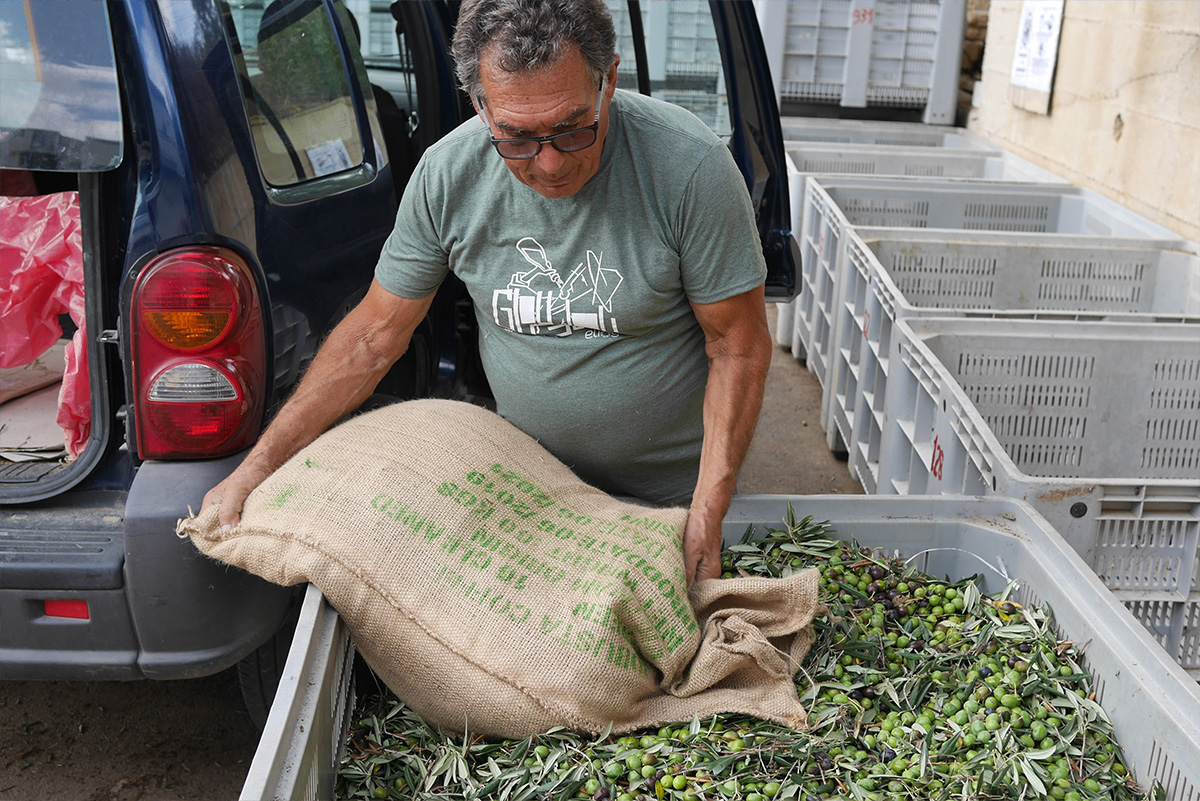 The rising cost of olive oil
