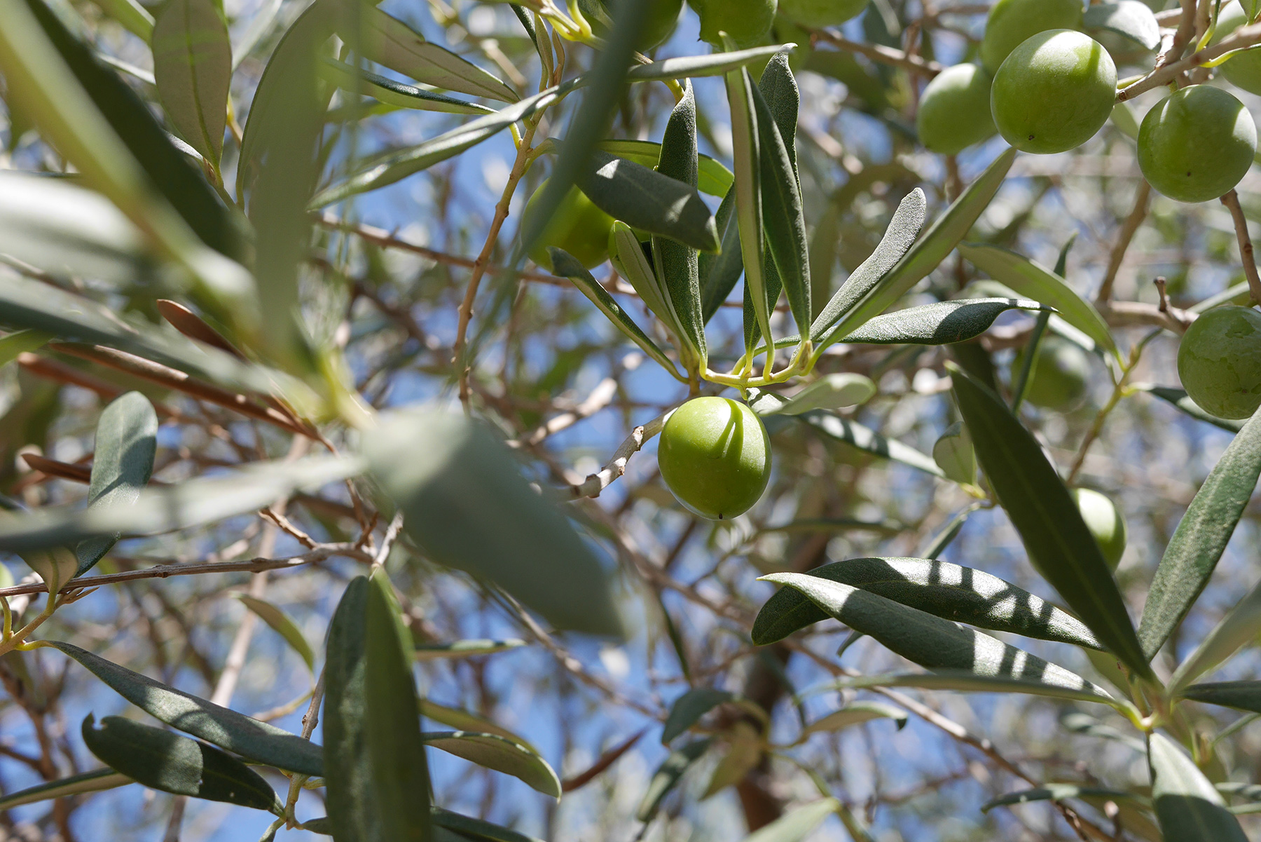 Are olives fruit or vegetable?