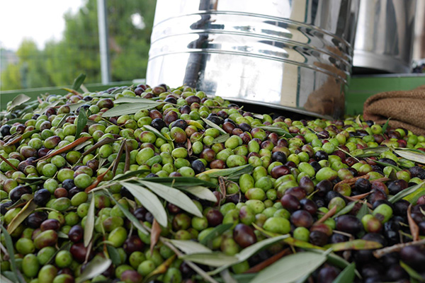 Olio Nuovo 2020: Fresh & Unfiltered