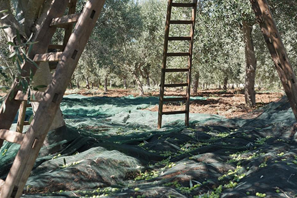 The 2020/21 Olive Harvest on the Nudo Groves
