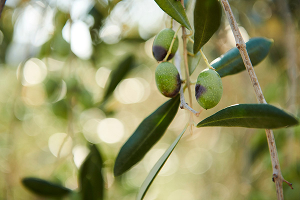 Impero Oil: The Regal Taggiasca olive