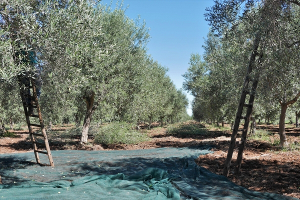 Feudo Marchesa olive grove