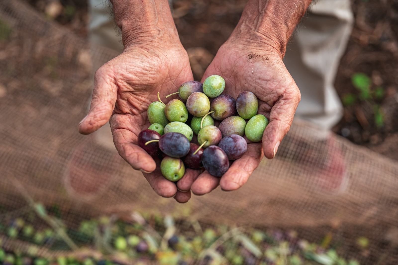 Cerasuola olives