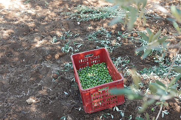 Tonda Iblea olives