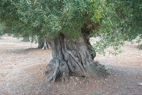 Olive trees over 1000 years old