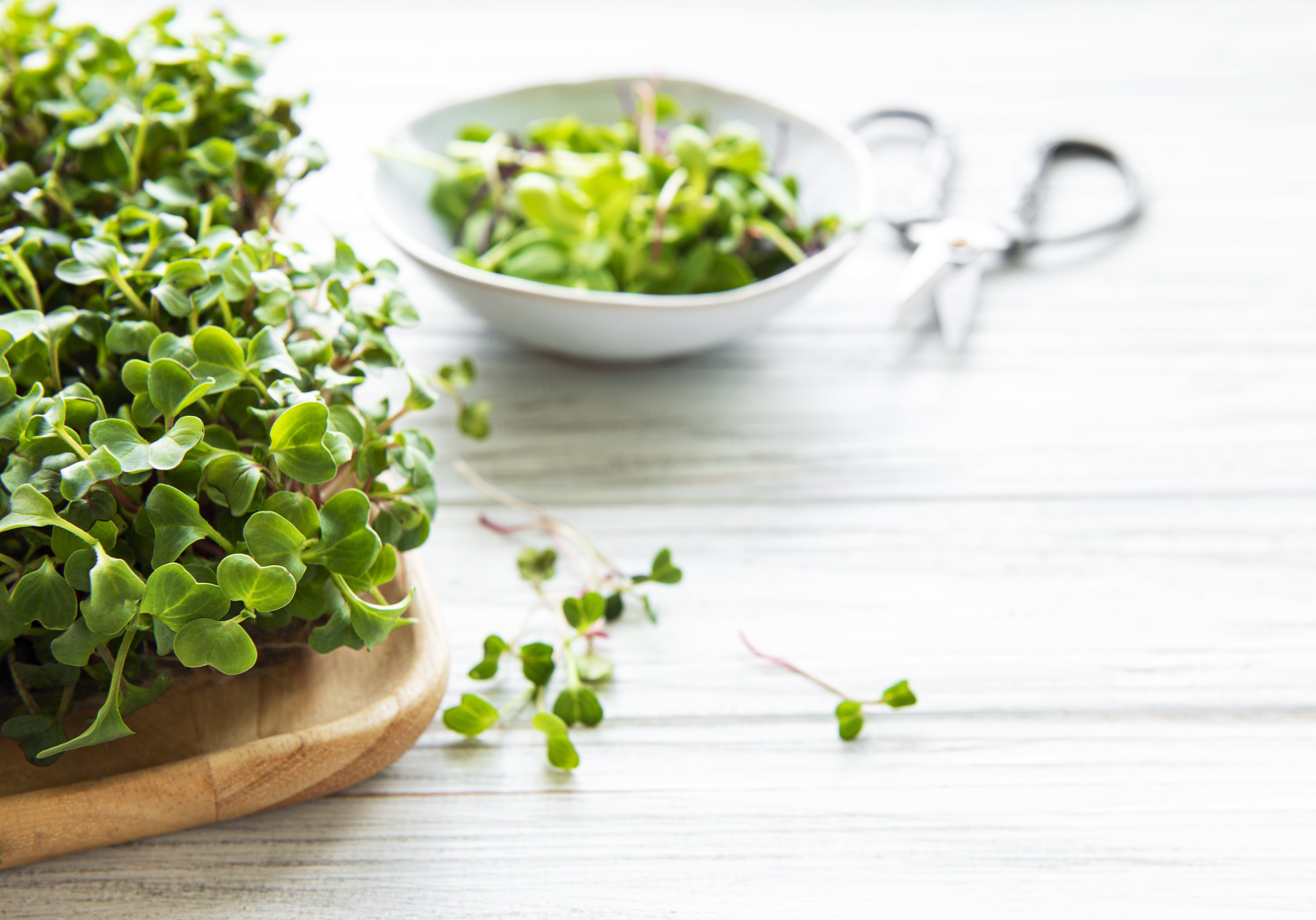 327-r47-vecteezyassortment-of-micro-greens-on-white-wooden-background-copy3738788756--16890722792416.jpeg
