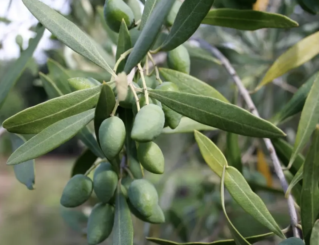 olive polyphenols benefits olive polyphenols benefits