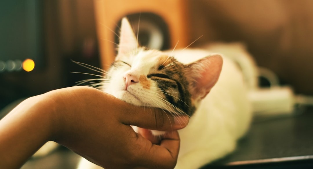 Why do cats rub against you?